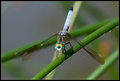 Dragonfly VIII