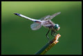 Dragonfly VIIII