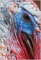TOM