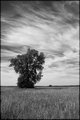 Standing Tall B&W