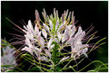 Flower IV