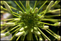 Flower VI