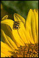 Sunfloer & bug II