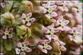 Missouri Wild Flower