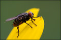 Fly