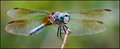 Dragonfly X