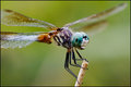 Dragonfly XI
