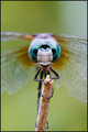 Dragonfly XII