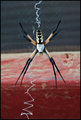 Black and Yellow Garden Spider