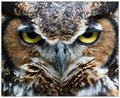 Great Horned Owl II
