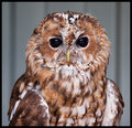 Barred Owl