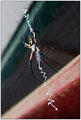 Black and Yellow Garden Spider II