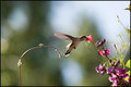 Hummingbird III