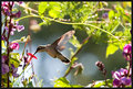 Hummingbird V