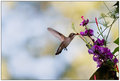 Hummingbird VI
