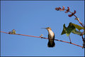 Hummingbird VIII
