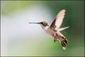 Hummingbird IX