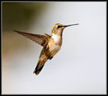 Hummingbird X