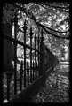 Wrought Iron Fenceline