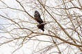 Bald Eagle Takeoff