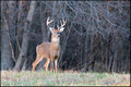 Buck II