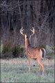 Buck III
