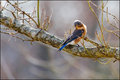 Blue Bird
