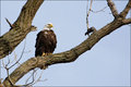 Perched Bald Eagle