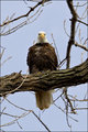 Bald Eagle Stare 