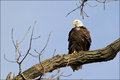 Bald Eagle Perch
