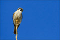 Kestrel