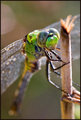 Dew Drop Dragon