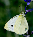 _MG_1151bwebb.jpg