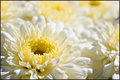 Mum Macro