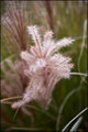 African Grass
