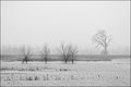 Foggy Flooded Field