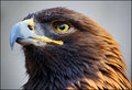 Golden Eagle