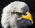 Ruffled feathers