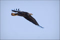 Soaring Bald Eagle
