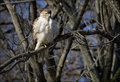 Redtail 