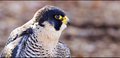 Peregrine falcon