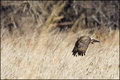 On the Hunt