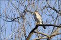 Coopers Hawk