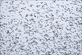 Hitchcockian Abstract