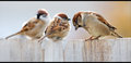 Three Little Birds..