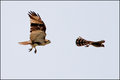 The Chase(part 2)