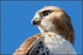 Redtail Hawk (1)