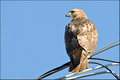 Redtail Hawk (2)