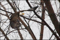 Bald Eagle In Flight