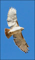 Soaring Redtail Hawk (1)